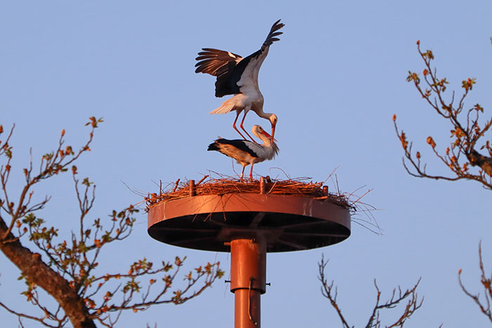 Störche im Nest an der Malzgasse