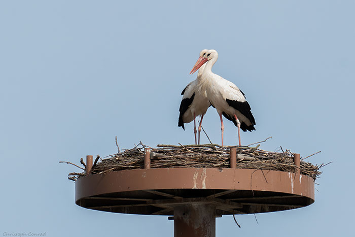 Störche im Nest Malzgasse