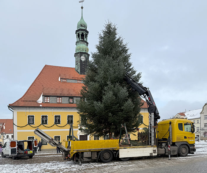 Aufstellen des Weihnachtsbaumes Aufstellen des Weihnachtsbaumes